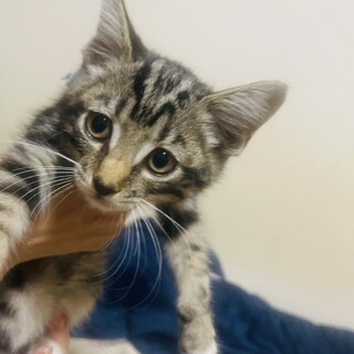 （里親様決定）キジ姉妹②  ふたばちゃん