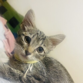 （里親様決定）キジ姉妹③  みつばちゃん