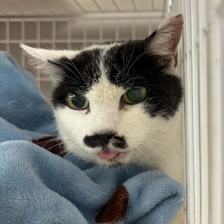 保護したばかりのカンナ⭐︎黒白猫♀⭐︎８歳