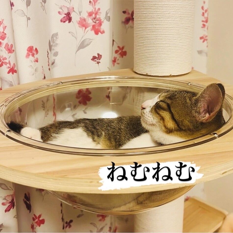 内間麻夏のカバー写真