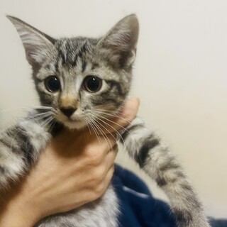 （里親様決定）キジ姉妹④  よつばちゃん