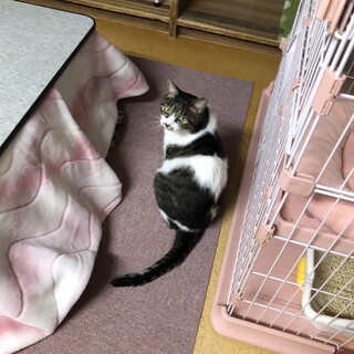 触れないけどそばにいるよ　キジシロペコちゃん