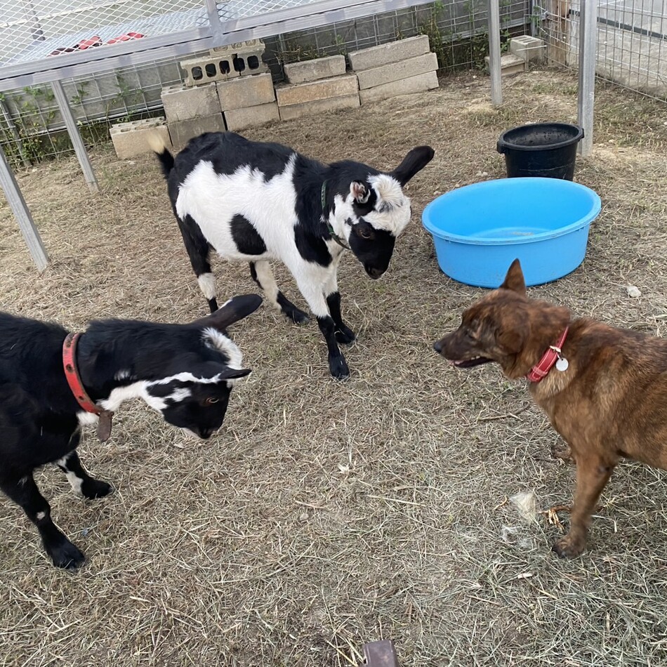 チルのカバー写真