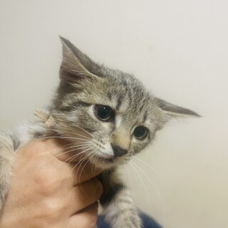 （里親様決定）キジ姉妹⑤  いつはちゃん