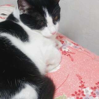 ハチワレじゅえる君里親さん募集