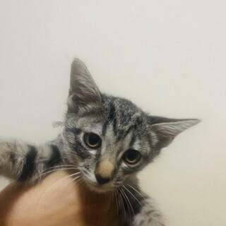 （里親様決定）キジ姉妹⑥  むつはちゃん