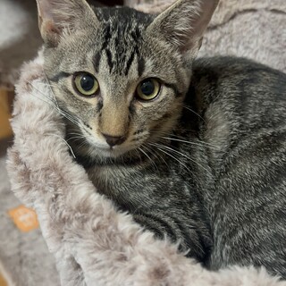 デレ甘男子♡添い寝してくれる☆るり君