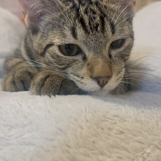 素敵なご家族と出会えました☆ひよ君