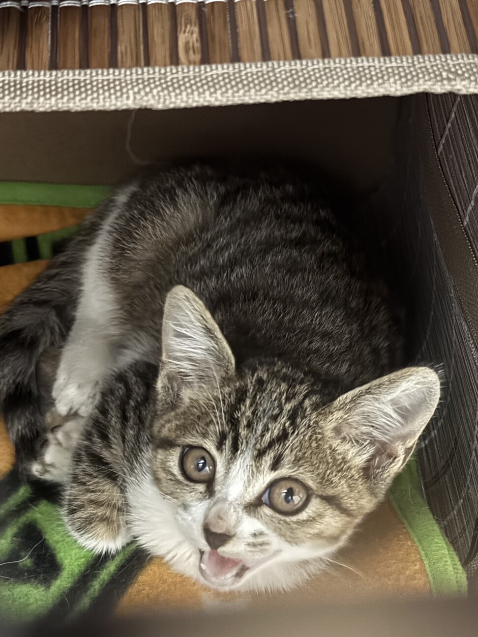 三重県 生後1か月、元気なキジシロの女の子 サムネイル2