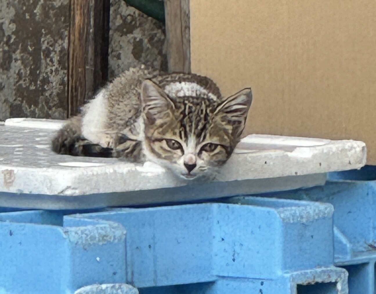 三重県 生後1か月、元気なキジシロの女の子 サムネイル4