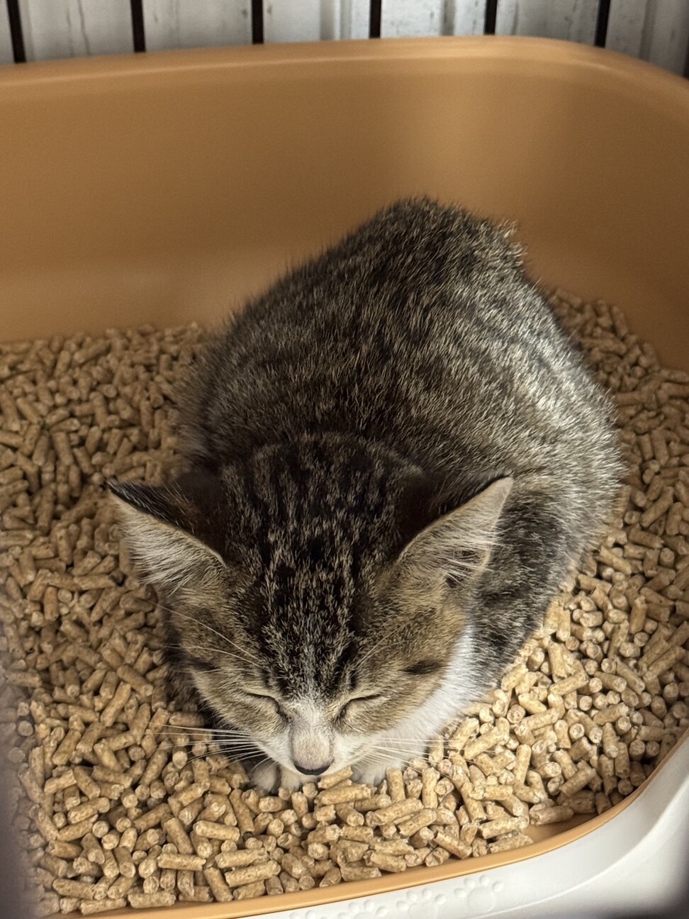 三重県 生後1か月、元気なキジシロの女の子 サムネイル7