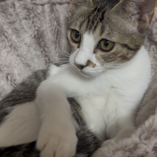 素敵なご家族と出会えました♡つぐみちゃん