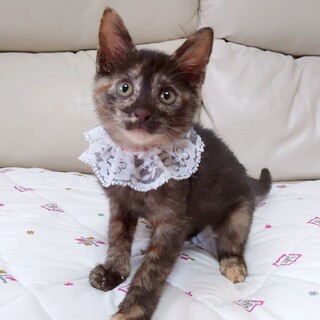 甘えたでクレバーなお姫様