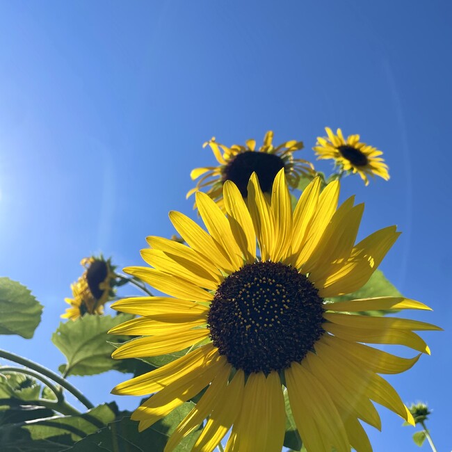 れれくのカバー写真