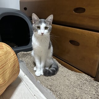 兄妹のチャコちゃんと こっそり運動会 グレくん