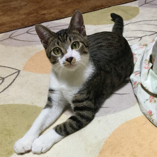 黒いお鼻が可愛い！ぬいぐるみ顔『だいふく君』５ヶ月