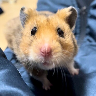 風(ふう)の写真