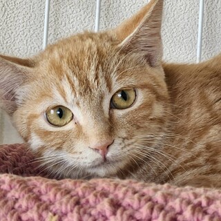 珍しい茶トラ女子！丸顔『ライチちゃん』４ヶ月