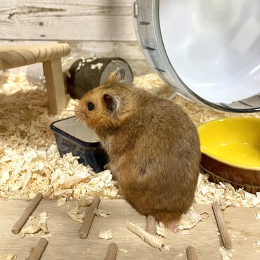 たまらないフォルム