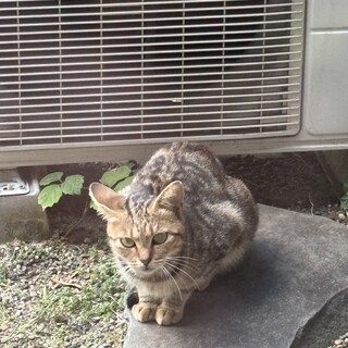 キジトラのお母さんです。