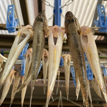 雷が好きだったハゼ(^^)震災前まで秋から毎日お魚パー　先代ニャンコと一緒釣り　手ぶらじゃ帰れなかった(･･;)