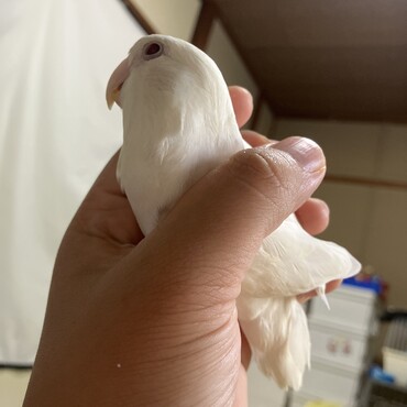 ウェンダーの写真