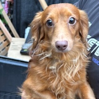 ダックスの男\の子