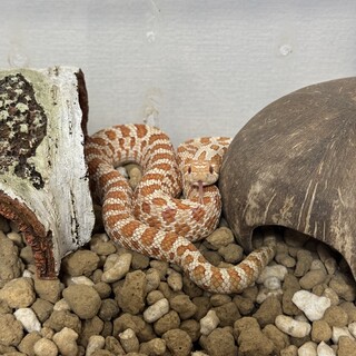 四歳の子「シシバナヘビ」