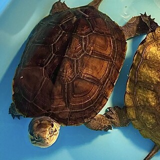 中国産CB個体　ミナミイシガメ　雌雄不明　