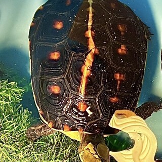 種選奴、カメリア fit=scale-down,w=1200