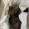 里親募集！ サムネイル2