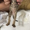 里親募集！ サムネイル3