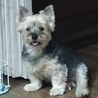 ヨークシャー・テリア ７歳 オス