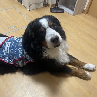 ビビりだけど撫でられるの大好きな男の子です！