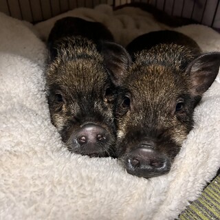 マイクロブタ2頭お譲りします！