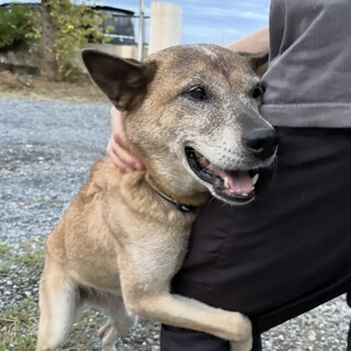 ネグレクトから救出！人懐っこい宮古犬の女の子