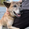 ネグレクトから救出！人懐っこい宮古犬の女の子 サムネイル4