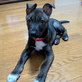 2ヶ月半のよく慣れた「ハッピーちゃん」