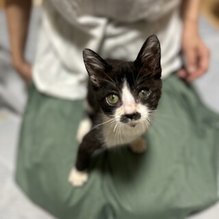 ちょび髭の生えたハチワレ女の子