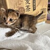 里親募集！ サムネイル4