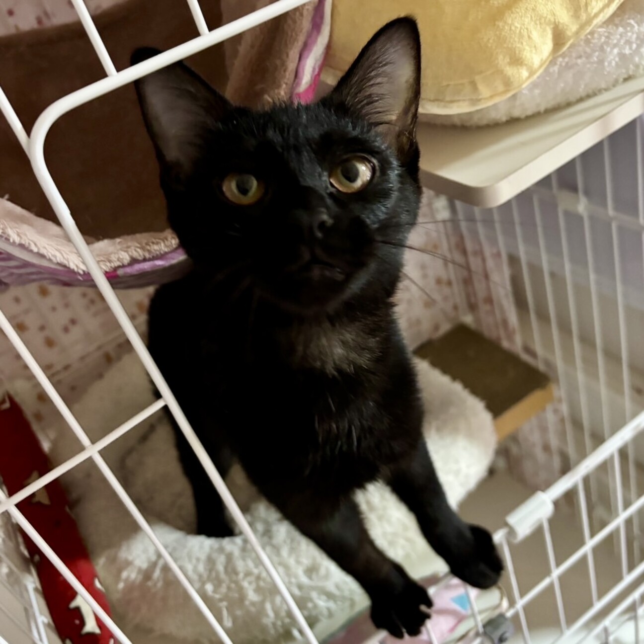 ネコ可愛いさん専用十四代黒縄 1884530.jpg