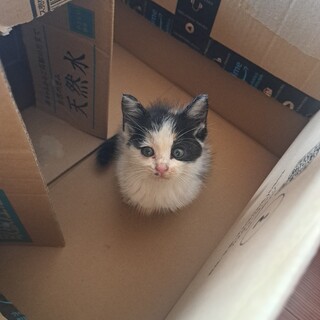 三毛猫　メス　生後約１ヶ月