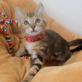 【11/16東銀座】にじまるくん★３ヵ月半♪