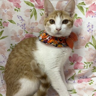 【11/16東銀座】ほのかちゃん★６ヵ月♪