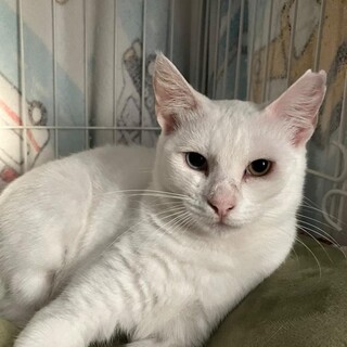 オッドアイが神秘的❤️白猫むんちゃん