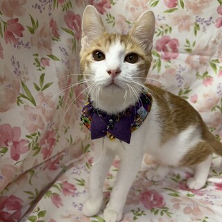 【11/16東銀座】いなほくん★６ヵ月♪