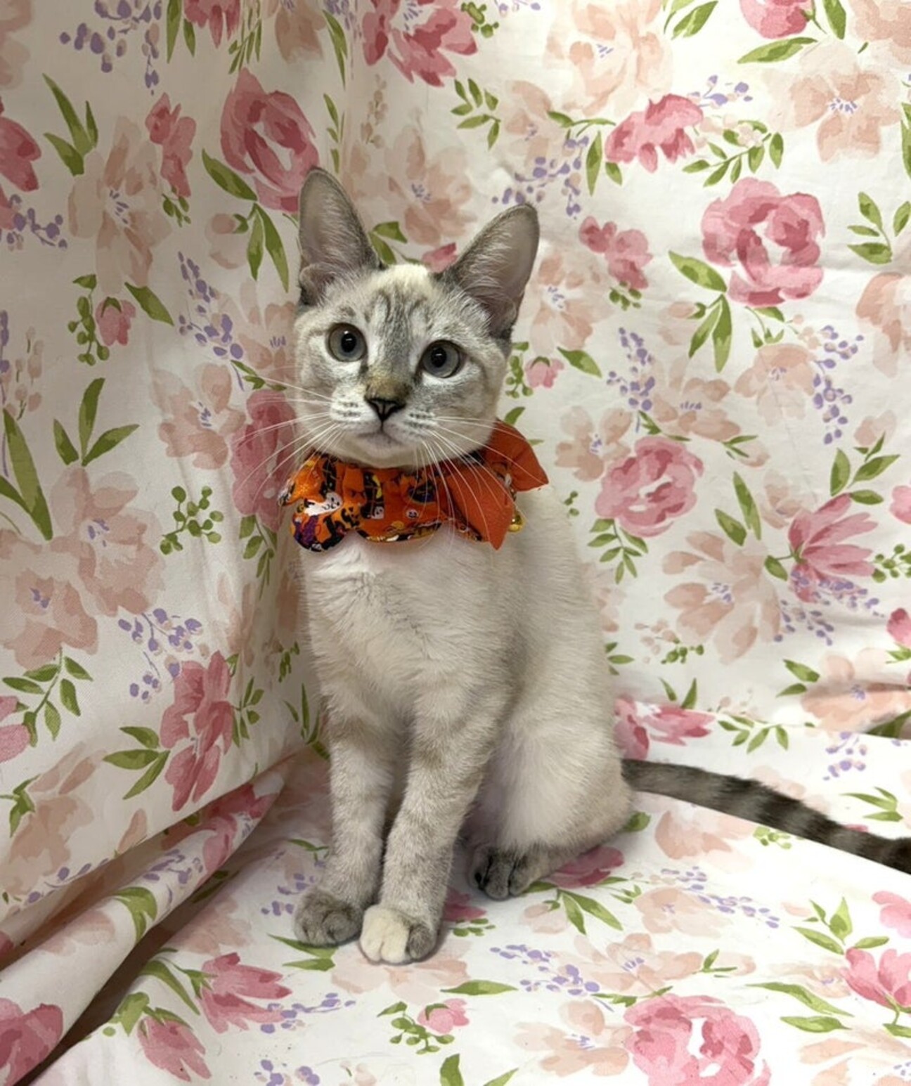 いちごねこ様♡専用ページ キャラクターシリーズ【いちごネコ】12cm版