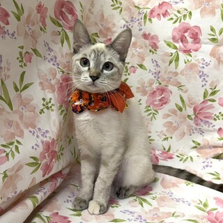 【10/19東銀座】つつじちゃん★５ヵ月♪