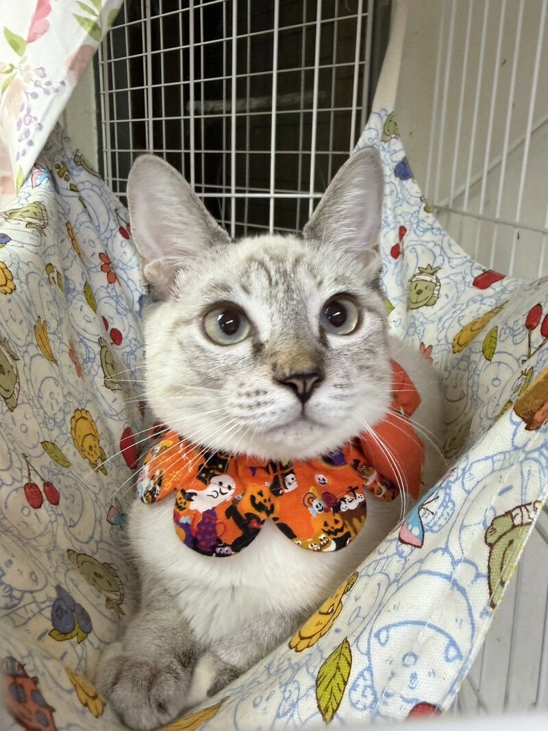 はむねこさま確認ページ♡ はむねこさま確認ページ♡ はむ猫