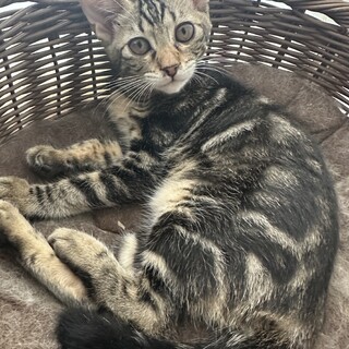 すてきな家族に出会えました♡あみちゃん